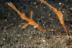 lembeh strait 2 gosth pipe nikon d2x 60mm macro  by Puddu Massimo 